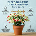 4 Bleeding Heart Plant Live 4–6 Inches, Shade Loving Perennial Flowers for Garden Beds, Borders or Landscape (White Red)
