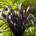 1 Black Fountain Grass Plant Live for Planting, Ornamental Grass Perennial Garden 5-9 Inch Tall