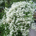 Small White Clematis Live Plant in 2.5" Pot, Flowering Climbing Clematis Vine Starter for Outdoor Garden and Trellis, Well Rooted