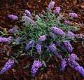 Butterfly Bush Plant, Fragrant Buddleia Shub, Spring-Flowering Butterfly Bush 5-8 Inches (Light Purple)