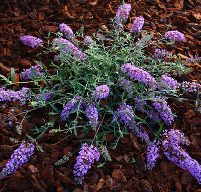 Butterfly Bush Plant, Fragrant Buddleia Shub, Spring-Flowering Butterfly Bush 5-8 Inches (Light Purple)