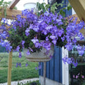 Pack of 4 Concord Blue Streptocarpella Plants Live, Common Flowers Starter Size 4-6", Streptocarpus False African Violet, Ladyslipper Primose Indoor Outdoor Planting