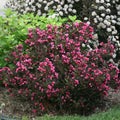 Live Weigela Plant Bush Shrub - Outdoors or Bonsai - Hardy - Purple to Pink Blooms - 4" Pot
