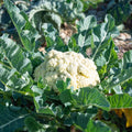 Cauliflower Plant in 4" Pot, Vegetable Cauliflower Live Plant Potted for Planting (White Cauliflower)