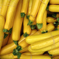 Summer Squash Live Plant 4–6 Inch Tall, Squash Vegetable Plant for Garden Planting in 4'' Pot, High Yield, Fast Growing