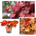 Red-Orange Coral Bells Heuchera Live Plant in 2.5 Inch Pot, Perennial and Shade Heucherella Bushes Shrubs Plant
