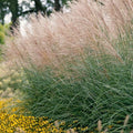 Ornamental Grasses Live Plants Perennial, Maiden Grass Live Plant Perennial, Live Miscanthus Grass Plant in 4" Pot