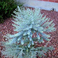 Parvifolia Eucalyptus Tree Live, Eucalyptus Plant Live in 2.5" Pot, Starter Plants, Cold Hardy, Dormant in Winter
