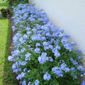 2 Blue Plumbago Live Plant 4-8 Inches Tall, Blue Plumbago Plants, Perennial Flowers Plants for Your Garden, No Pot