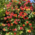 Golden Orange Yellow Roses Plant Live, Multi Color Blooms Rose Bushes Shrubs Live Plant, Orange Gold Rose for Planting, Starter Size, 4 to 10 Inc Tall