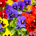 Pansy Plants in 4 Inch Pot, Mix Colorful Bloom Pansies Plant for Planting, Live Pansy Plants
