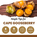 Cape Gooseberry Live Plant, Sweet and Tangy Yellow Berry, 7-10" Tall in 4 Inch Pot, Gardens and Containers Planting