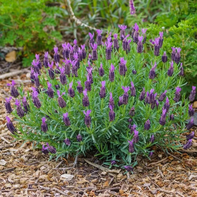 Lavender Plant Live, Fragrant Lavender Herb with Purple Blooms, Gardens, Containers, and Indoor Planting 2-3 Inches (Spanish)