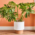 Monstera Plant 4-6 Inch, Live Indoor Plant, Split Leaf Houseplant for Home Office Decoration, No Pot (Variegated Monstera)