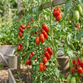 2 Long Red Tomato Plants, 6-8 Inc Tall, Live Tomato Plants for Planting