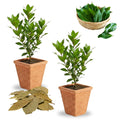8-12" Bay Leaf Live Plants in 4" Pot, Bay Leaf Tree, 1 Year Old Sweet Bay Laurel Herb Plant, Laurus Nobilis Plant for Growing Indoor Outdoor