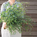Parvifolia Eucalyptus Tree Live, Eucalyptus Plant Live in 2.5" Pot, Starter Plants, Cold Hardy, Dormant in Winter