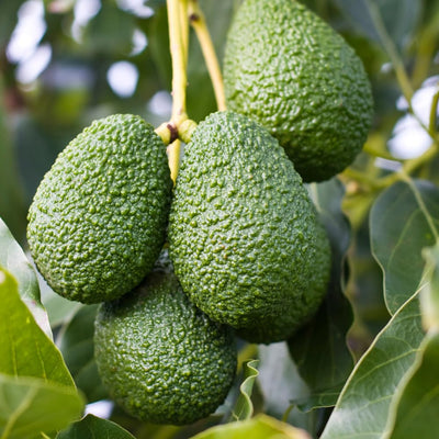 HASS Avocado Plant Live 6-10” Tall, Avocado Seedling Well-Rooted, Tropical Plant for Growing