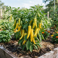 Yellow Banana Pepper Live Plants, Yellow Fruit, 4-7 Inch Tall in 4 Inch Pot