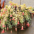 Cotyledon Pendens Succulent Live Plant 4 Inch Pot, Trailing Succulent Houseplant, Cotyledon Pendens Plant