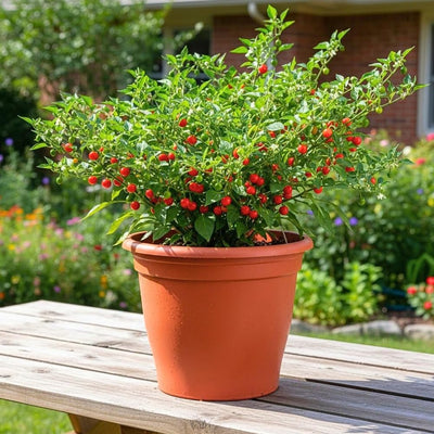 Chiltepin Pepper Plant Live, Chiltepin Pepper Plants, Chili Live Plant, 4-7 Inches Tall, 4 Inch Pot for Growing