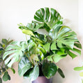 Monstera Plant 4-6 Inch, Live Indoor Plant, Split Leaf Houseplant for Home Office Decoration, No Pot (Deliciosa Monstera)