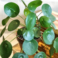 2 Pilea Peperomioides Live Plants, Pilea Peperomioides Plants Indoor, House Plants Indoors Live No Pot for Planting