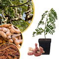 Tamarind Tree Live Plant, 4 Inc Pot, Tamarind Plant Live from 5 Inc Tall