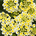 2 Yellow Lantana Plants Live Trees, Ready to Bloom, Hardy Long Blooming Seasons, Vibrant Colorful Perennial Fragrant, 5-10" in Tall, Full Sun Growing