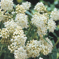 Set 3 Milkweed Plants Live, White Milkweed Flower Live Plant for Outdoor Indoor Gardening, Well Rooted, 4''