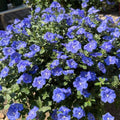 Set of Live 2 Evolvulus Blue Daze Plant, Blooming Perennial Evolvulus Plants, 4-6 Inches Tall, Well Rooted for Outdoor Growing
