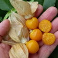 Cape Gooseberry Plant in 4" Pot, Well Rooted Golden Berry Fruit Plant 7-10 Inches, Outdoor Growing