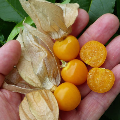 Cape Gooseberry Plant in 4" Pot, Well Rooted Golden Berry Fruit Plant 7-10 Inches, Outdoor Growing