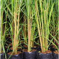 8 Big Lemongrass Live Plants Stalks, Lemon Grass Stalks Well-Rooted, Trim Back Herb Plants Perennial Plants, Lemongrass for Planting Indoor Outdoor