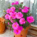 4 Portulaca Plants Live, Moss Rose Flower Plant for Outdoor Garden, Ground Cover Plant for Patio Containers, Borders or Landscape 4-7 Inches (Pink)