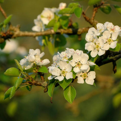 Pear Tree Live Plant, Pear Edible Fruit Tree, 10-18 Inch Tall