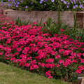 Pack 3 Pink Verbena Plants Live Perennial Ground Cover, No Pot, 5-9" in Tall, Can Grow As Trailing Bushes, Spring Flowers