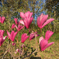2 Ann Magnolia Trees Live Plants, Deep Pink Magnolia Shrub Tree Live Plant in 2.5" Pot, 6-12 Inches