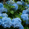 Blue Hydrangea Bush Live Plant, Hardy Flower Shrub, 1-1.5 Ft Tall