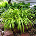 Hakonechloa Japanese Forest Grass Plant Live Starter Plant in Pot, Spring Planting, Perennial Ornamental Grasses
