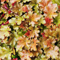 Heuchera Plant Live, Orange Green Heuchera Coral Bells Live Plant for Gardening Indoor, 3 Inc Pot