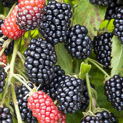 02 Sweet Boysenberry Plants Live for Planting, 4-6" Inch Tall for Outdoor Spring Planting