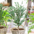 Eucalyptus Live Plant Fully Rooted, Fragrant Foliage Houseplant, Easy Care for Indoor and Outdoor, 2.5" Pot (Baby Blue Eucalyptus Tree)
