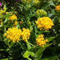 2 Milkweed Live Plants 4–7 Inches Tall, Milkweed Flowering Plants for Garden Beds, Borders or Landscape (Yellow Milkweed)