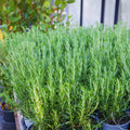 3 Rosemary Plants Live, Herb Plants, 3 Inc to 6 Inc Tall, Rosemary Live Plant Indoor and Outdoor