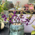 American Beautyberry Plant Live in 4'' Pot, Purple Berries Tree, 4-6'' Tall, Ornamental Plant for Indoor Outdoor Planting, Ready to Grow