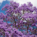 Jacaranda Tree Plant Live, Purple Jacaranda Mimosifolia Tree 6-9 Inches Potted, Ornamental Tree for Outdoor Garden