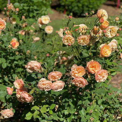Rose Plant Live in Pot for Planting, Fragrant Roses Flowers, Summer Blooming Ornamental Garden Shrub (Apricot Rose)