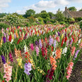 10 Gladiolus Mix Bulbs - Assorted Color Gladiolus Bulbs, Summer Blooming Flower Bulbs