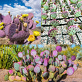 Purple Prickly Pear Cactus Plant Live Potted, 3-5 Inch Tall, Prickly Cactus Live Plant Indoor Outdoor